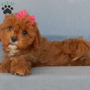 Penny, Cavapoo Puppy